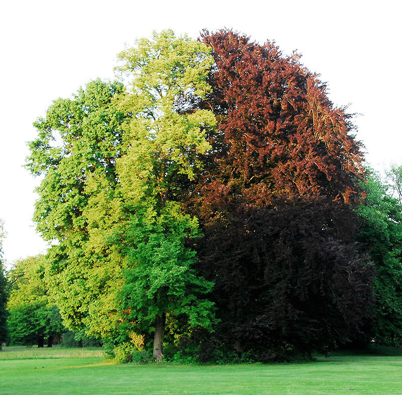 farbenbaum farbenbaum